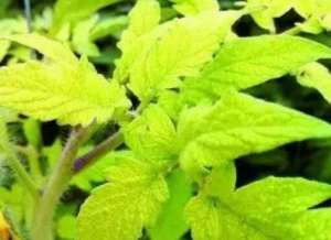 番茄心叶黄化原因和防治措施