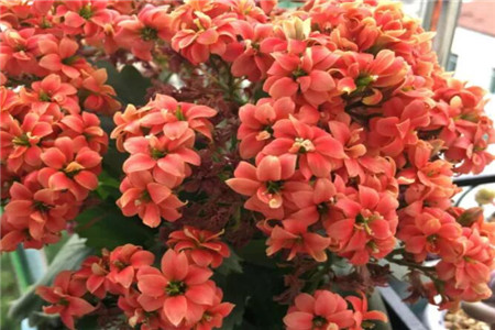 长寿花 长寿花