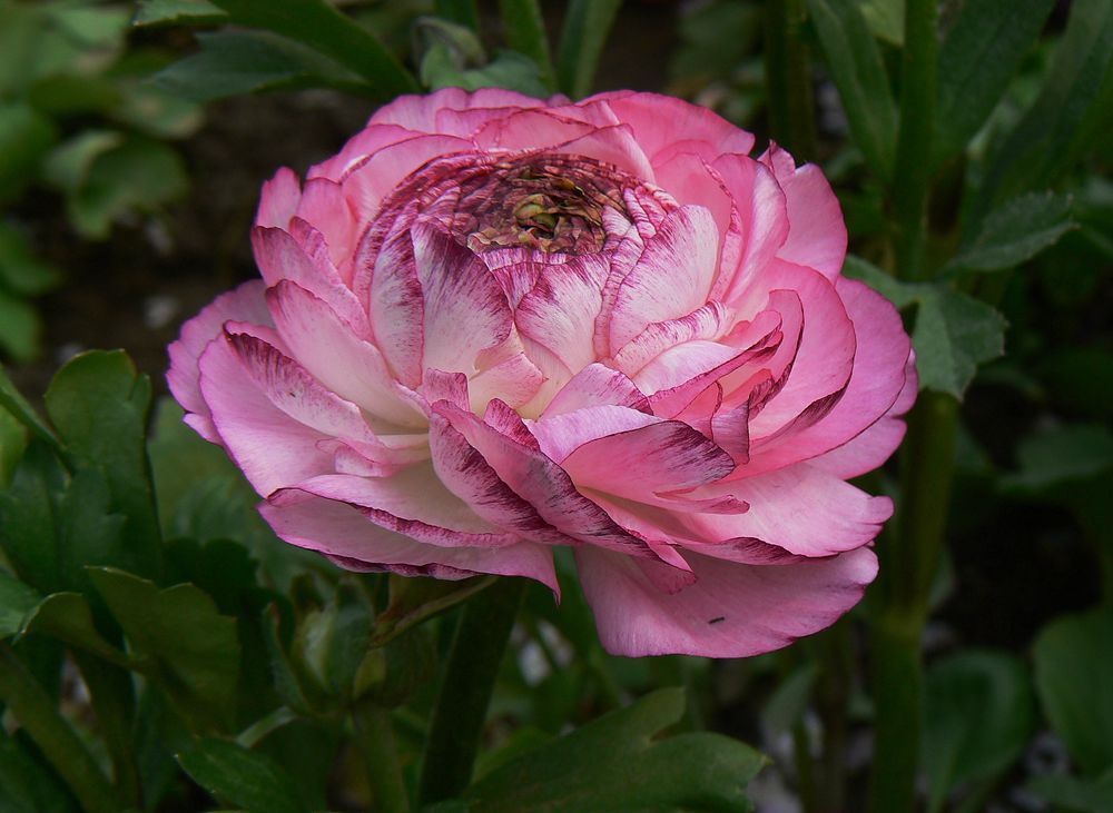 花毛茛的春季养护方法