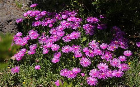 松叶菊的花语——功勋 松叶菊的花语——功勋
