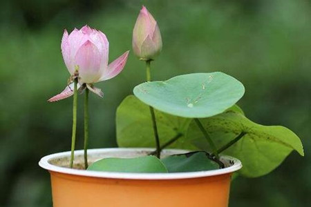 荷花 荷花