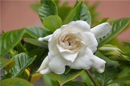栀子花 栀子花