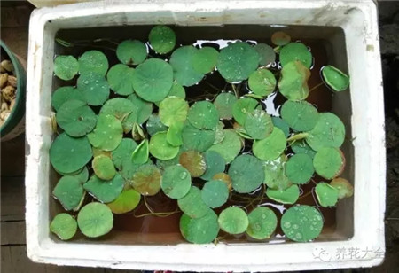 种铜钱草、碗莲 种铜钱草、碗莲