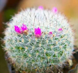 仙人球花养成要点