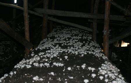 栽培双孢菇如何浇水?