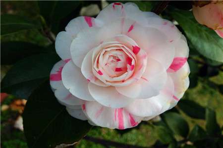 茶花 茶花