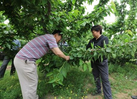 大棚种植樱桃夏季要注意哪些?