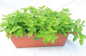 盆栽野菜有前景吗 盆栽野菜怎么种植