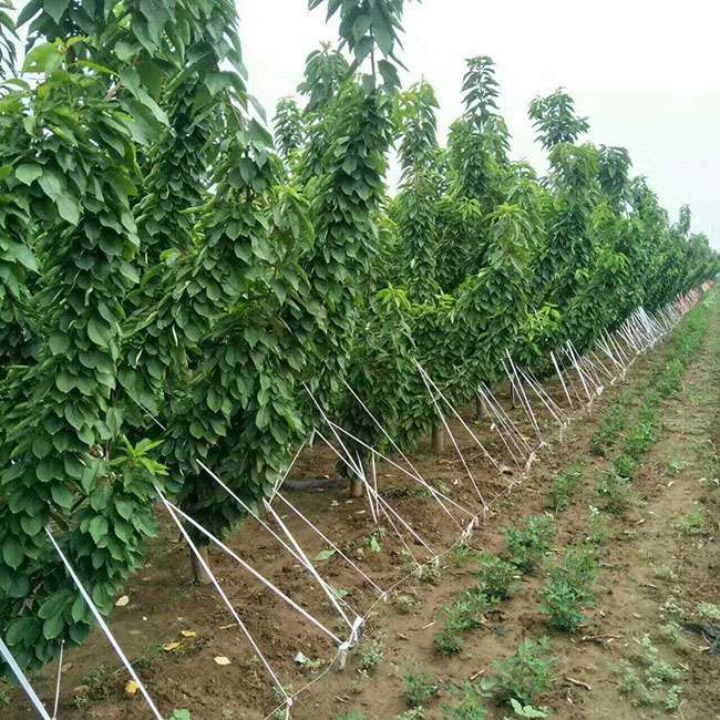 布鲁克斯樱桃 布鲁克斯樱桃