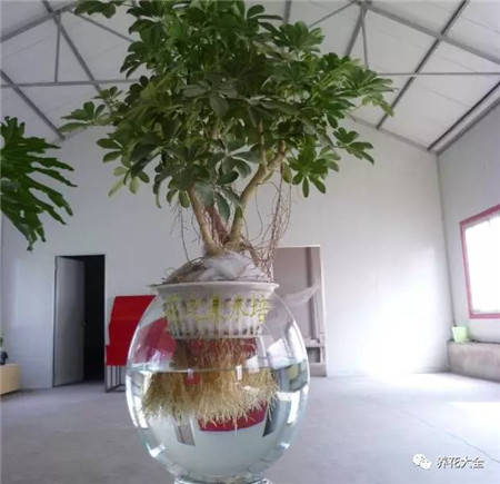 保证充足的光照 保证充足的光照