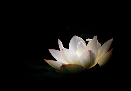 佛教中的莲花 佛教中的莲花