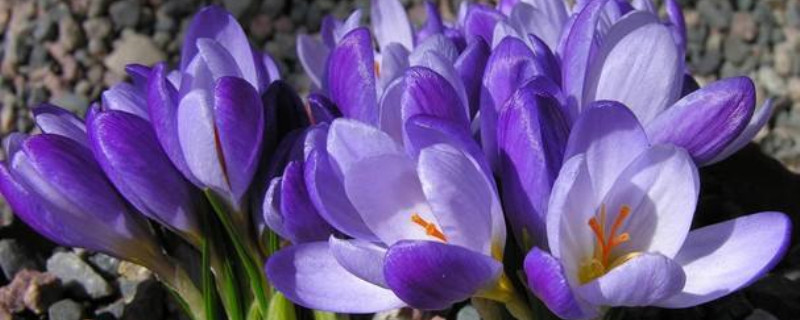 番红花种球种植方法(室内养殖方法) 番红花种球种植方法(室内养殖方法)