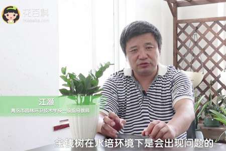 金钱树 金钱树