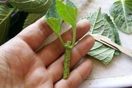 绣球花 绣球花