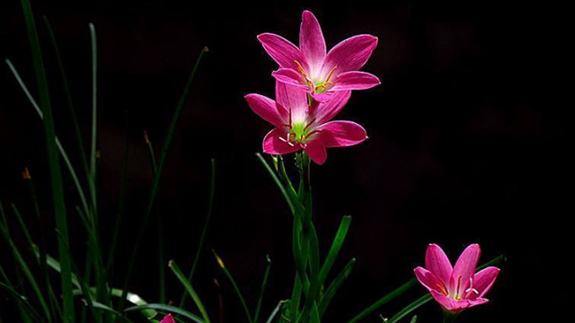 好一朵美丽的“风雨兰”,家里养一盆,1年就能“花满盆” 好一朵美丽的“风雨兰”,家里养一盆,1年就能“花满盆”