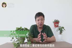 常春藤怎么养能爆盆