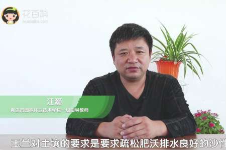 玉兰 玉兰