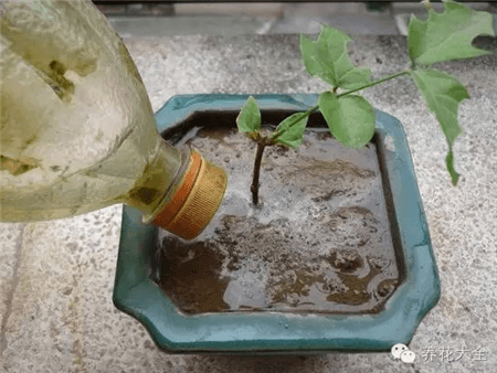 茉莉上盆 茉莉上盆
