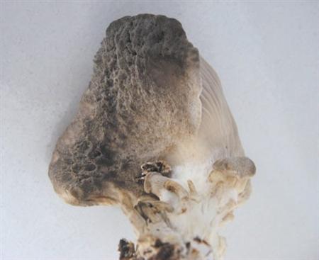 冬季种植平菇怎么防畸形?