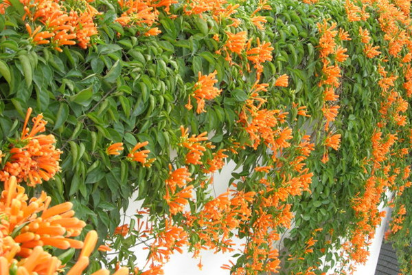 炮仗花有毒吗 炮仗花有毒吗
