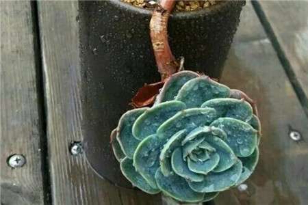 玉蝶 玉蝶