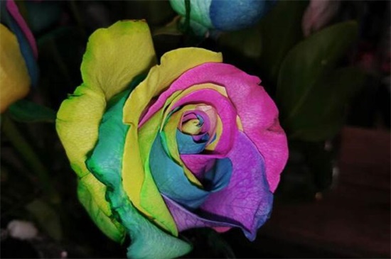 七色堇花语是什么,世界上有七色堇吗(没有)
