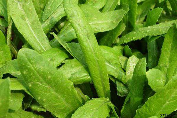油麦菜白粉虱的防治方法