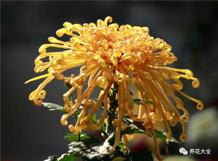 菊花 菊花