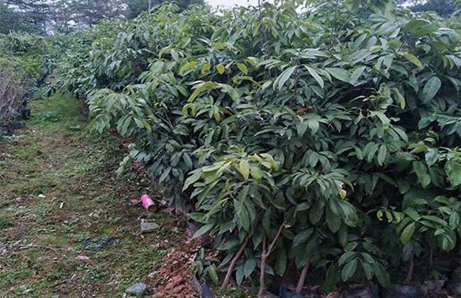 果树苗木病虫抗药性强怎么办? 果树苗木病虫抗药性强怎么办?