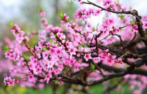 芜湖：桃花景观带火乡村生态游