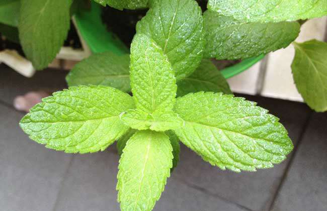 薄荷种子价格及种植方法