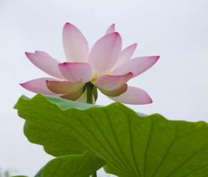 什么是球根花卉