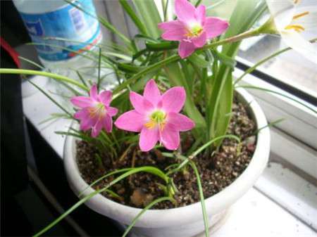 风雨兰开花 风雨兰开花
