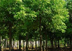香樟黄化病的防治方法