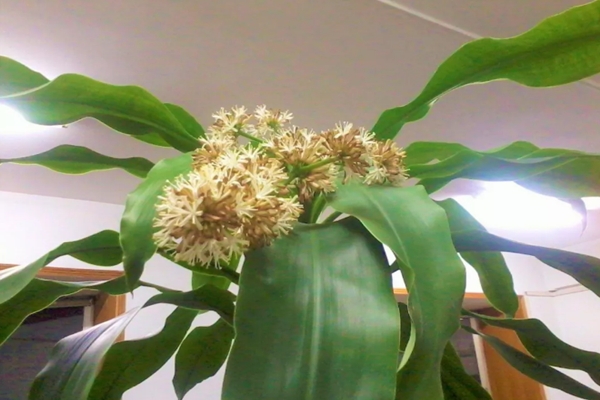 屋里放盆它,不干燥、睡的香,不用买加湿器了! 屋里放盆它,不干燥、睡的香,不用买加湿器了!