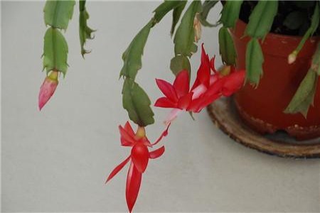 蟹爪兰 蟹爪兰