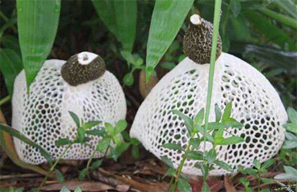 竹荪种植技术