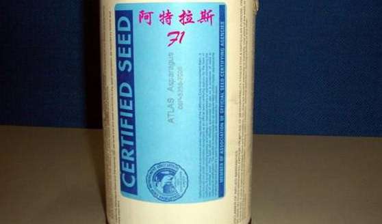 阿特拉斯芦笋品种怎么样?