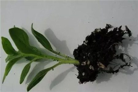 生根的矮牵牛 生根的矮牵牛