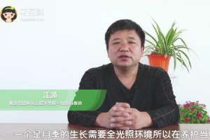 月季的养殖方法和注意事项
