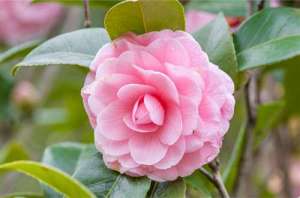 茶花冬天怎么养 怎么浇水