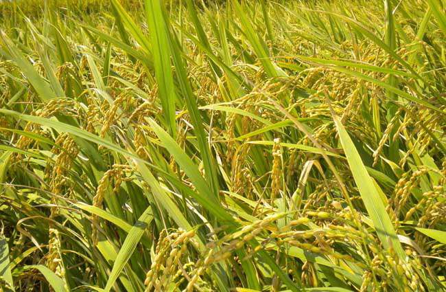 水稻种植过程中叶尖枯病防治措施