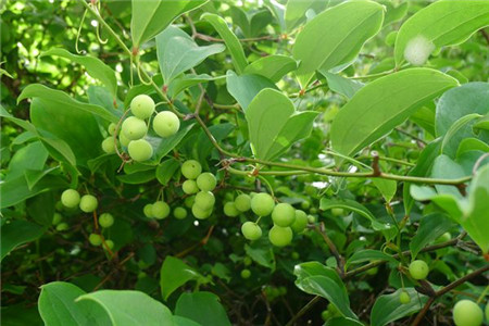 菝葜 菝葜