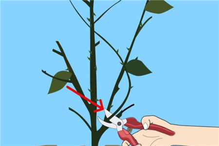 蔷薇花枯枝 蔷薇花枯枝