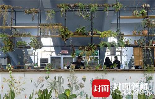四季玫瑰盛开6.jpg