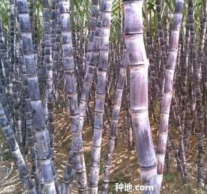 黑皮甘蔗如何施微肥？