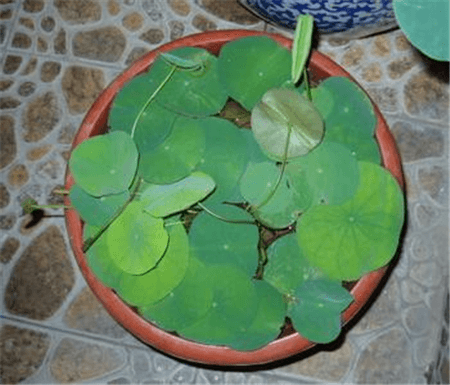 水分要求 水分要求
