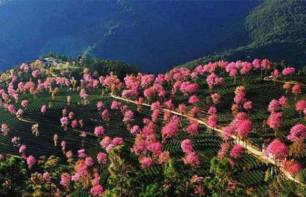 盆栽冬樱花.jpg
