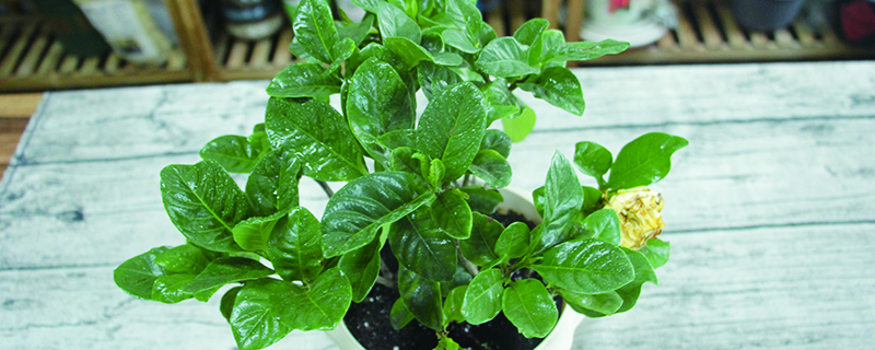 栀子花多久浇一次水 栀子花多久浇一次水