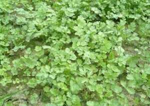 香菜种植：香菜叶枯病怎么防治？